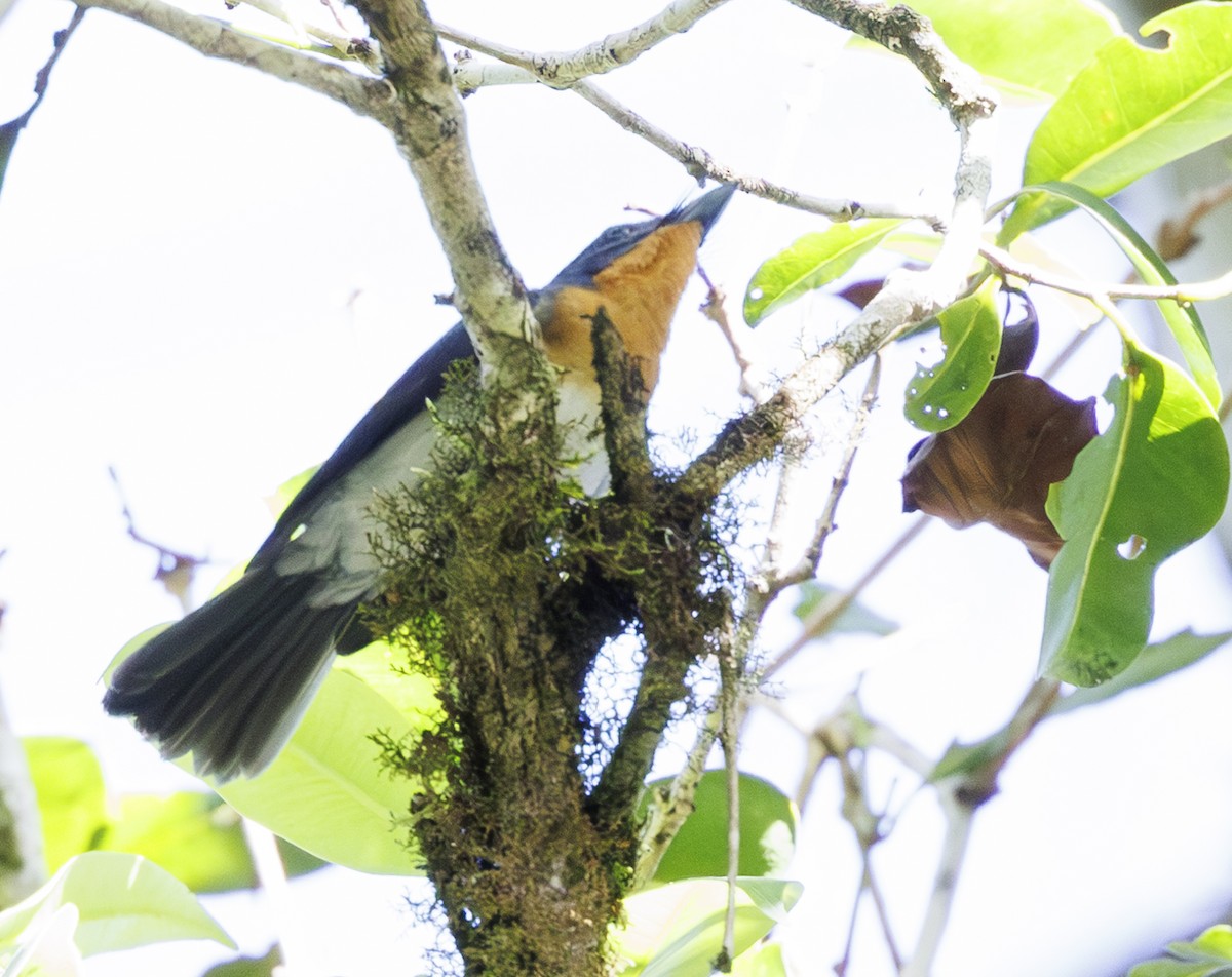 Samoan Flycatcher - ML623018088