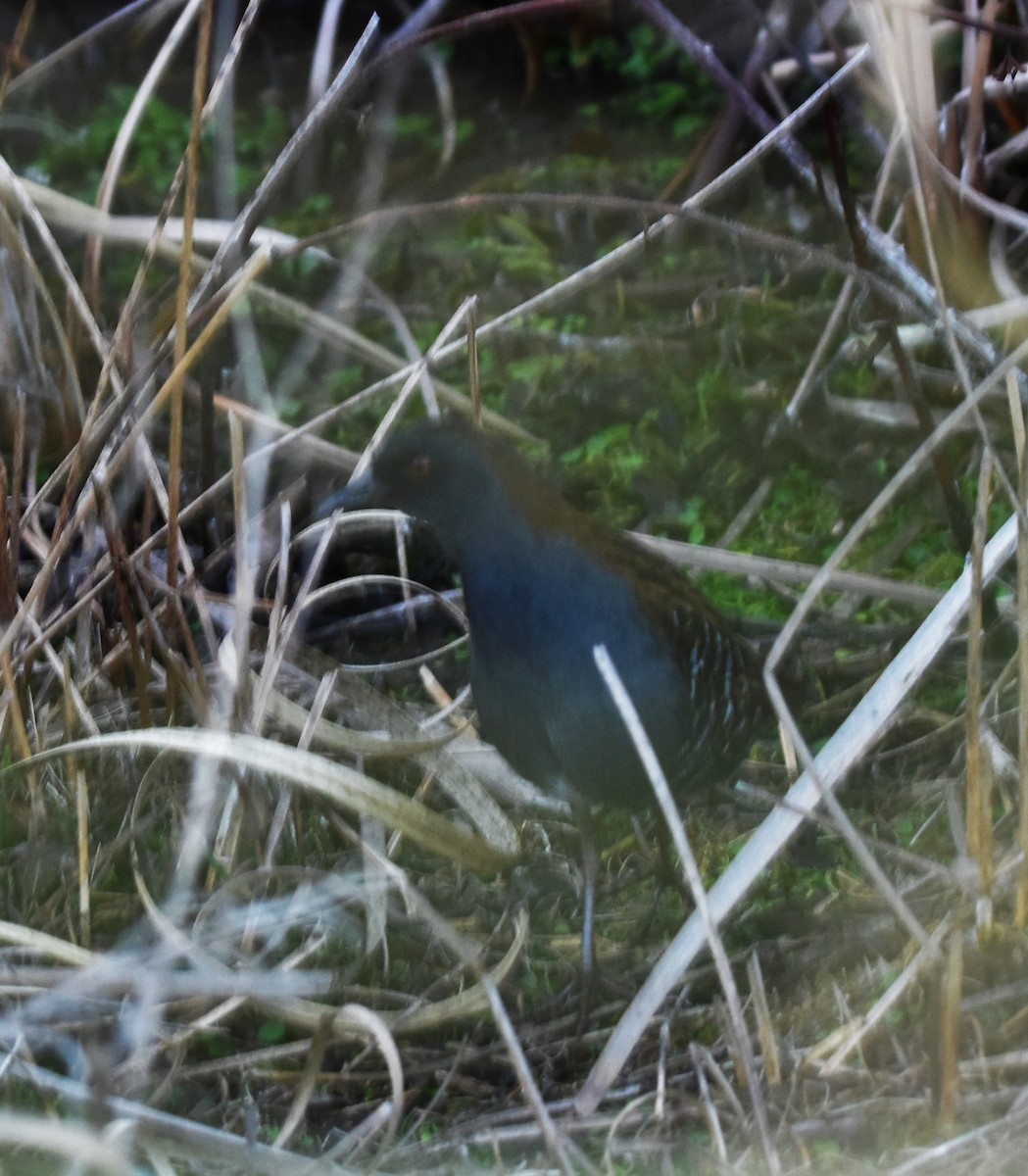 Dot-winged Crake - ML623018093