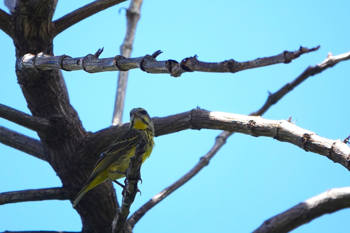 Yellow-fronted Canary - ML623018095