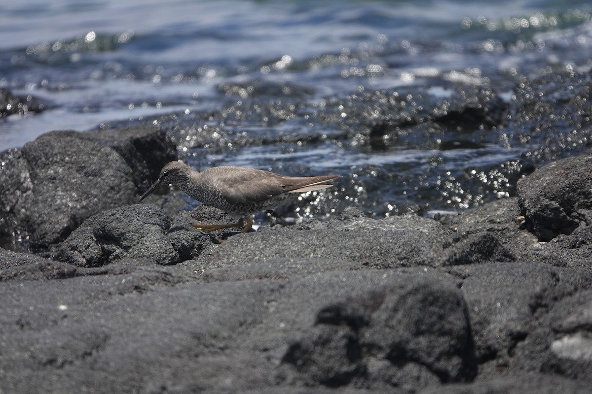 Wandering Tattler - ML623018098