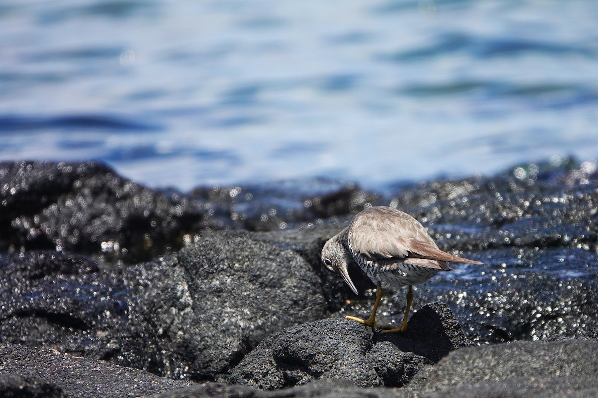 Wandering Tattler - ML623018100