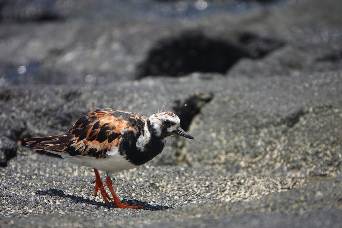 Ruddy Turnstone - ML623018102