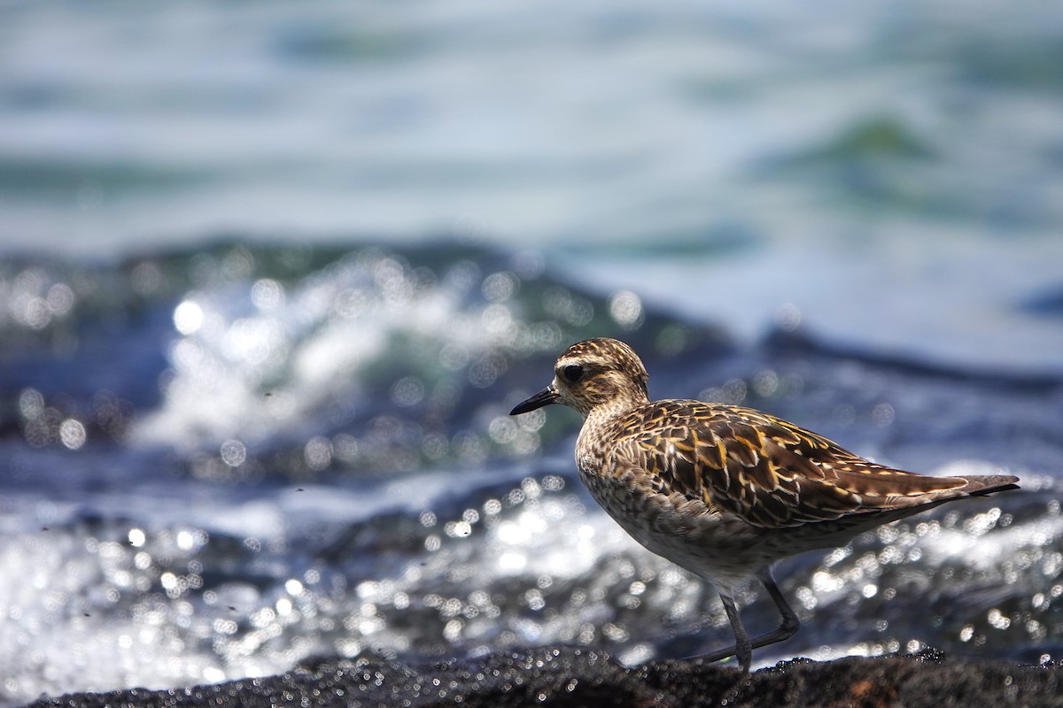 Pacific Golden-Plover - ML623018103