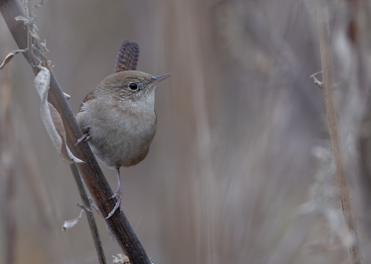 Northern House Wren (Northern) - ML623018104