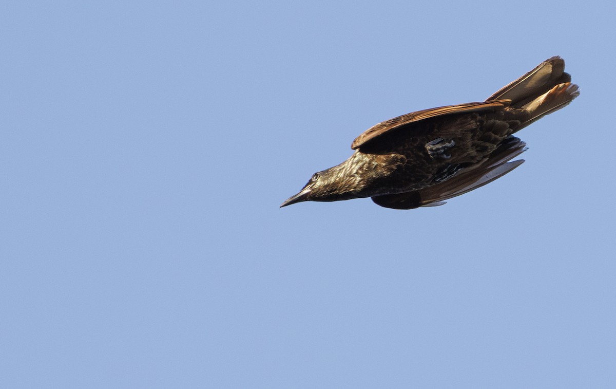 Samoan Starling - ML623018121