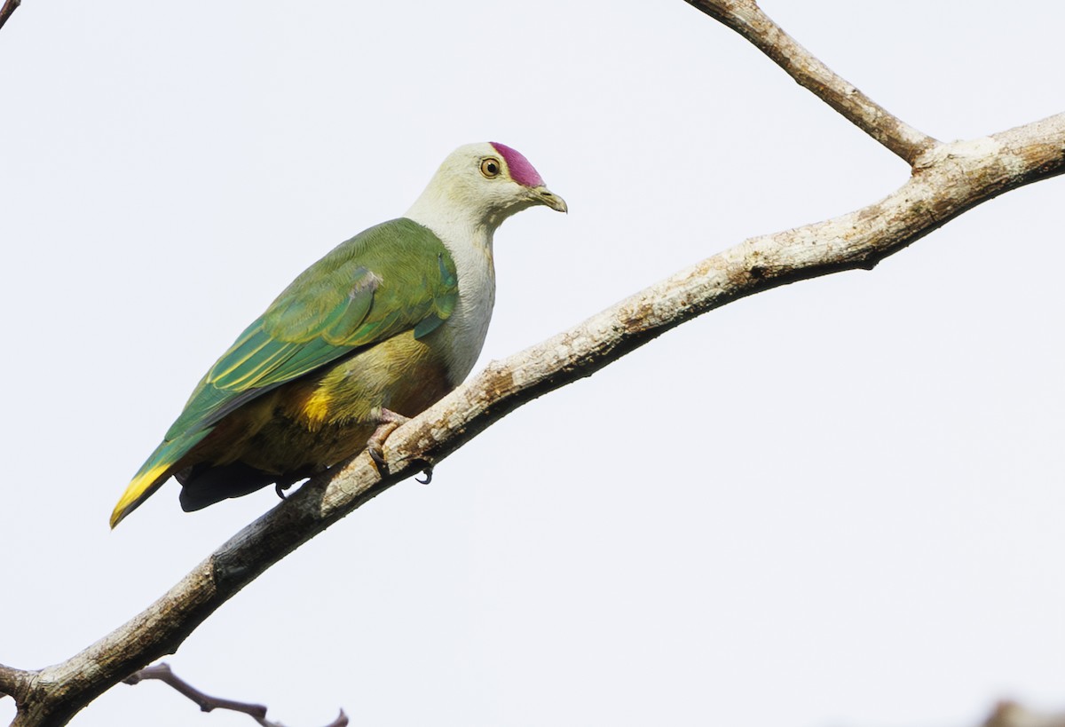 Crimson-crowned Fruit-Dove (Samoan) - ML623018178