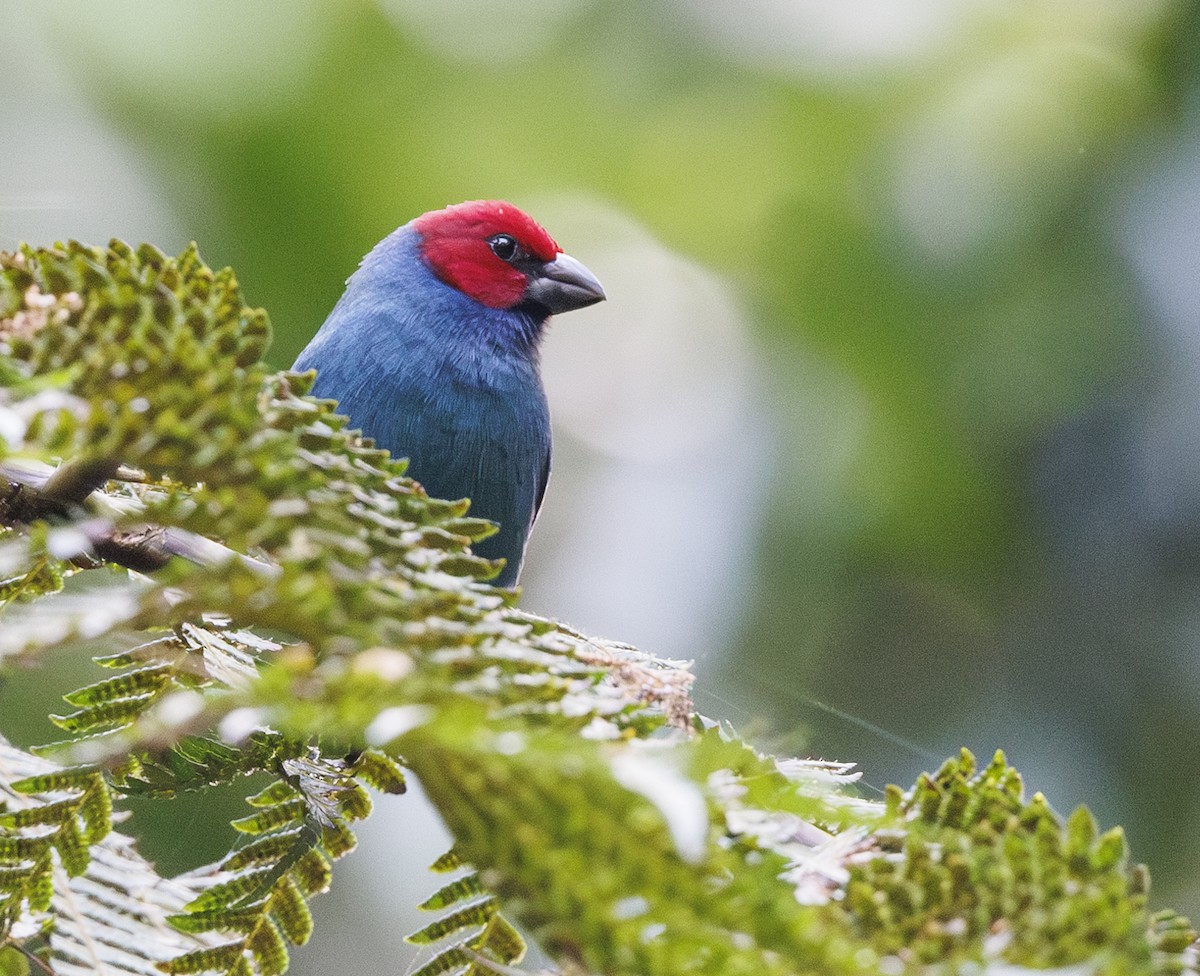 Vanuatu Papağan İspinozu (cyaneovirens/gaughrani) - ML623018189
