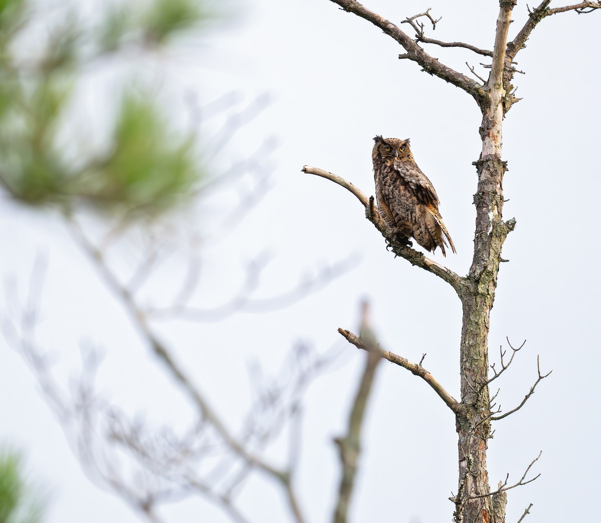 Great Horned Owl - Karen Szafrajda