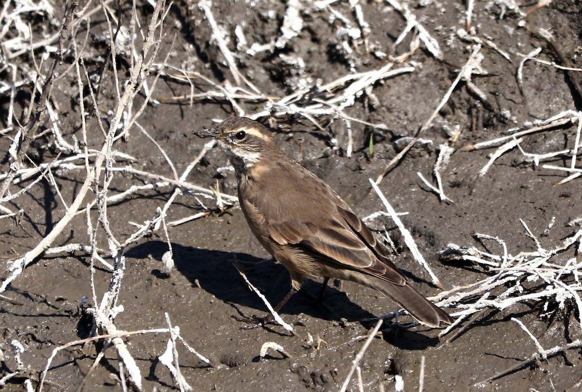 Buff-winged Cinclodes - ML623018220