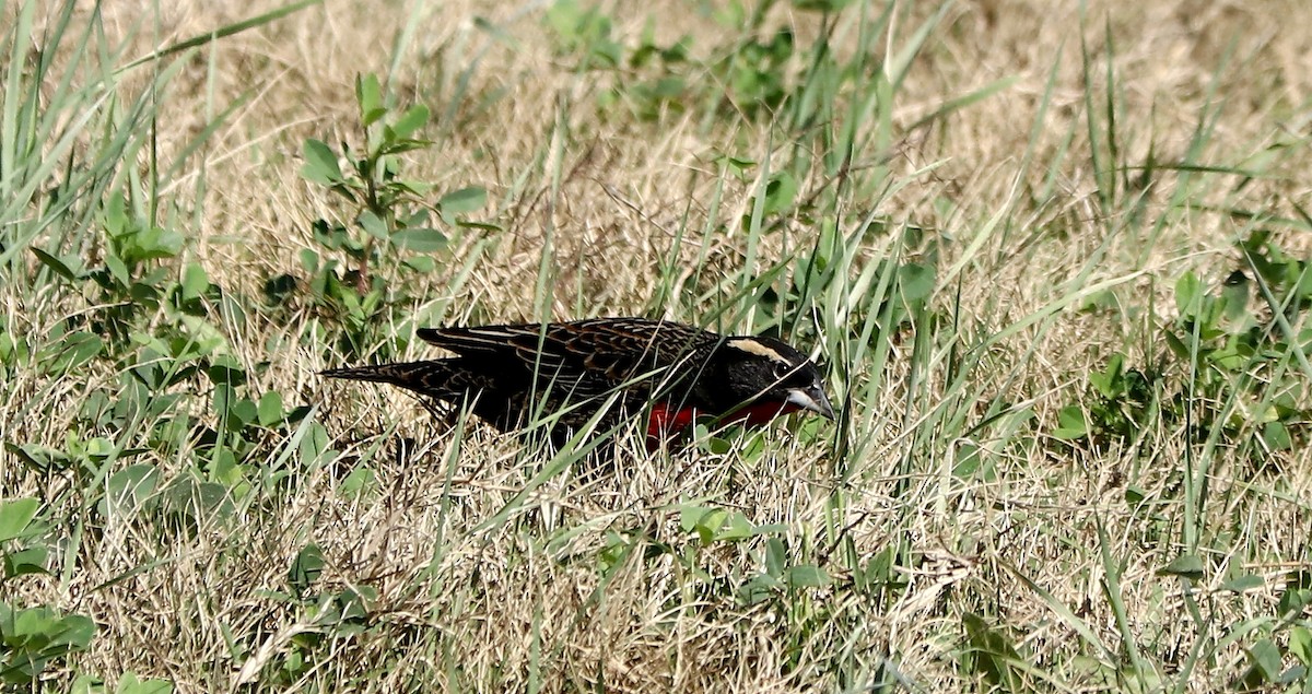 White-browed Meadowlark - ML623018275