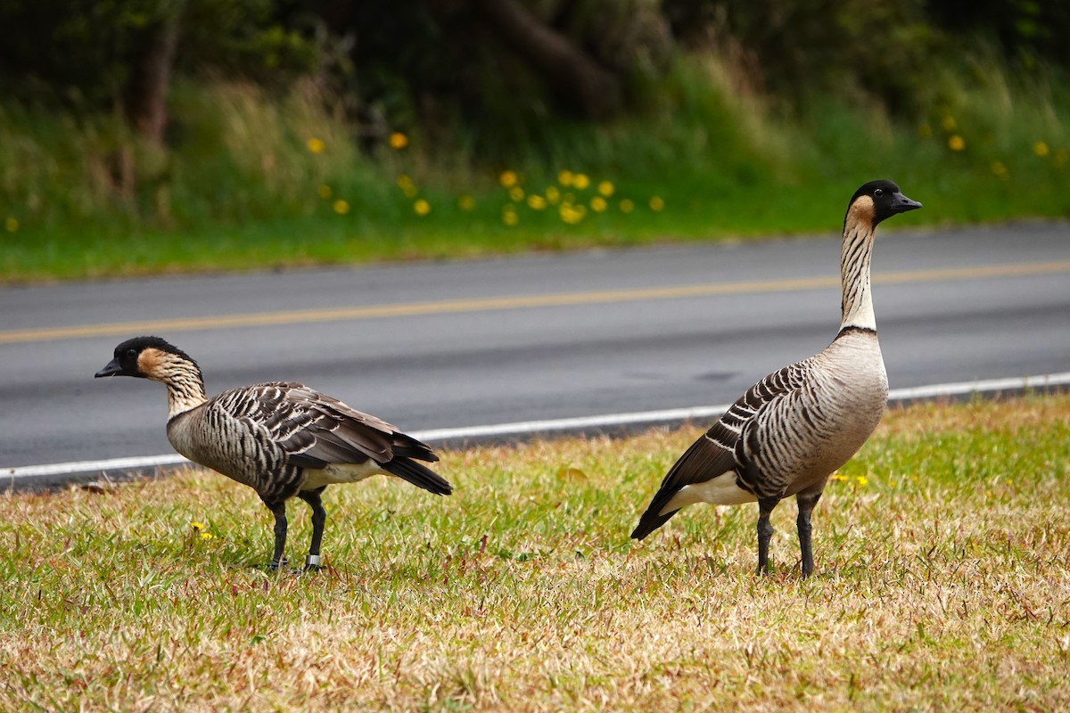 Hawaiian Goose - ML623018303