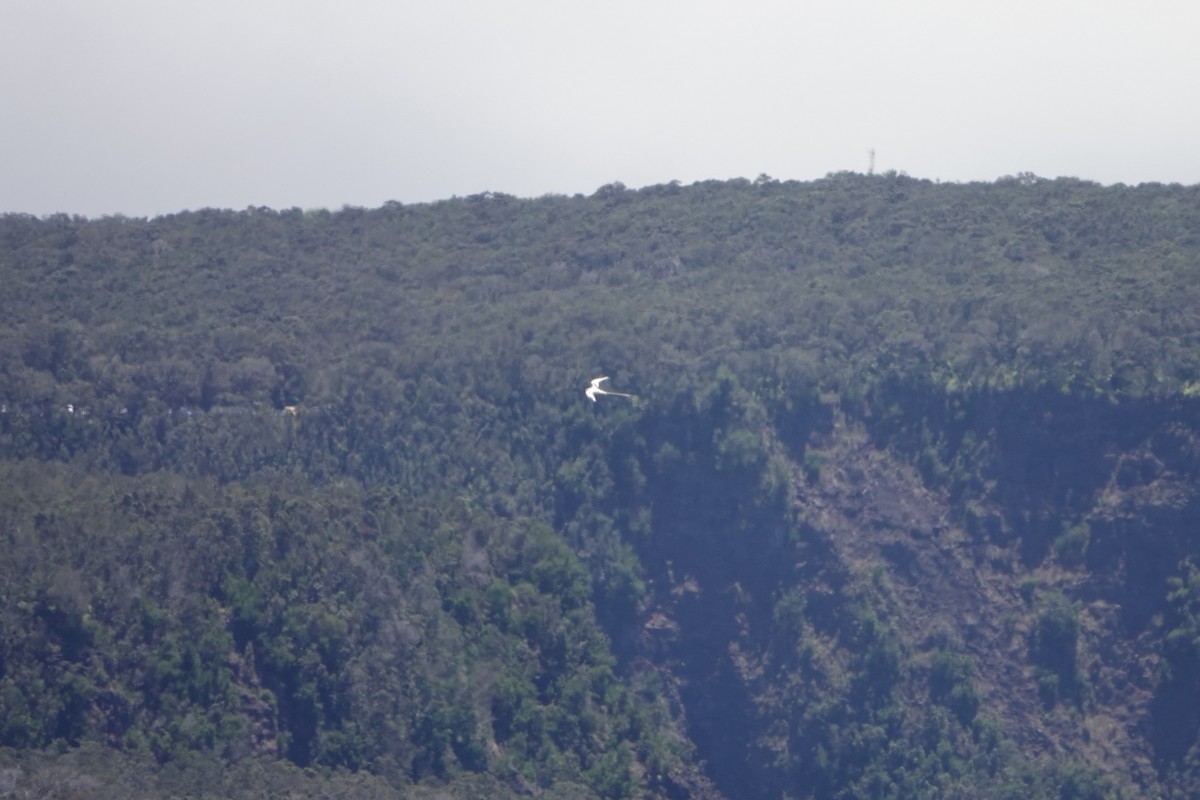 White-tailed Tropicbird - ML623018305