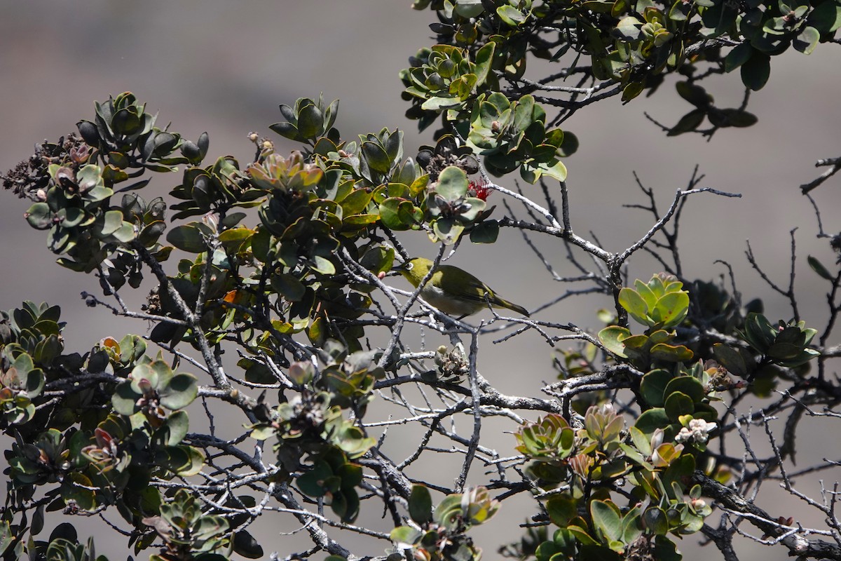 Warbling White-eye - ML623018309