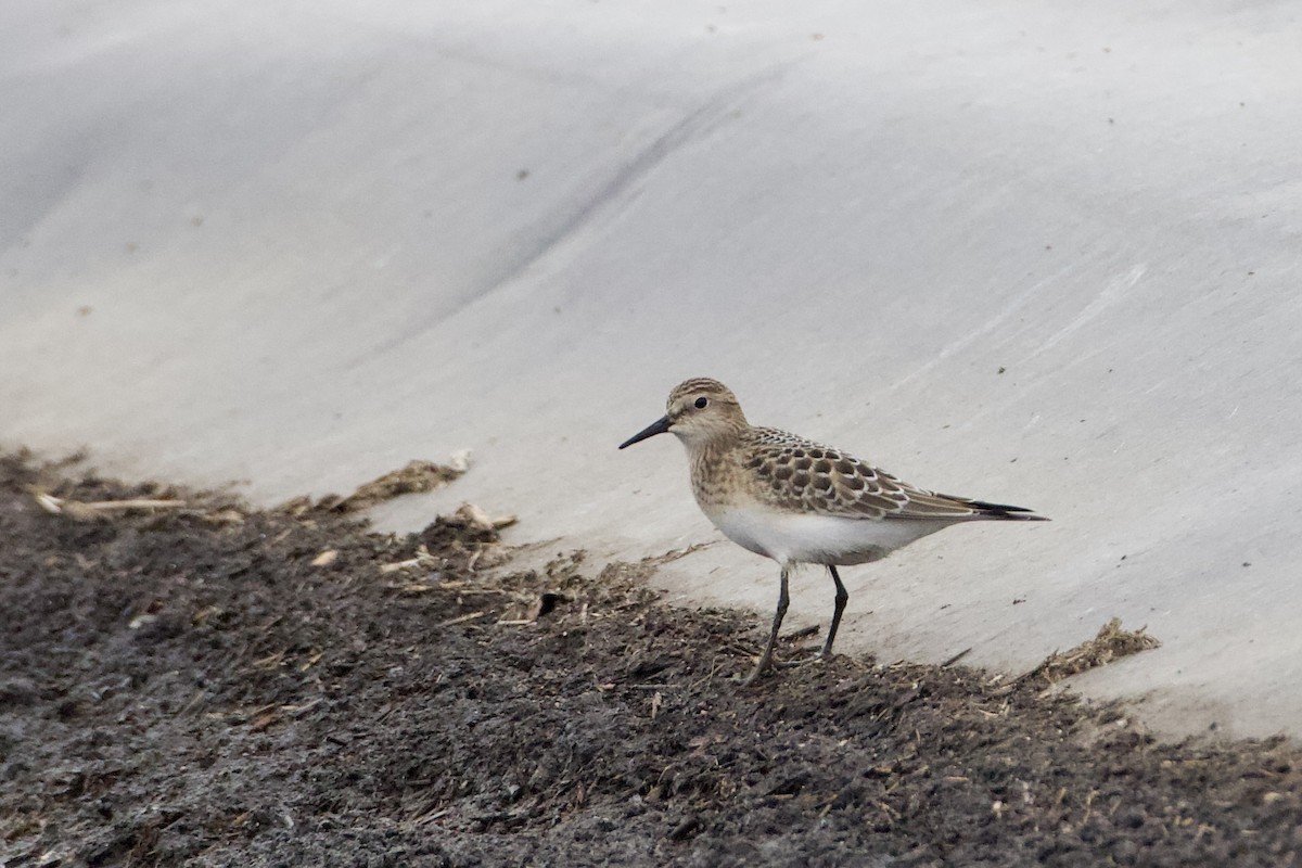 Baird's Sandpiper - ML623018318