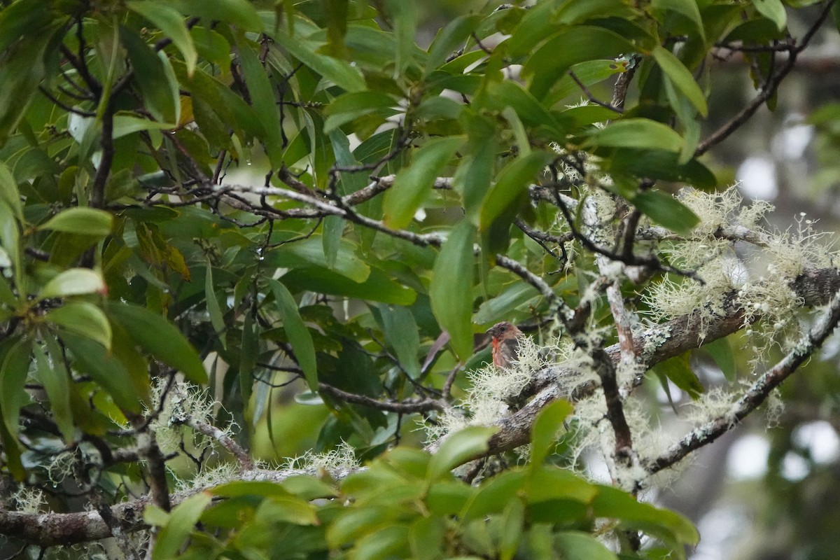 House Finch - ML623018340