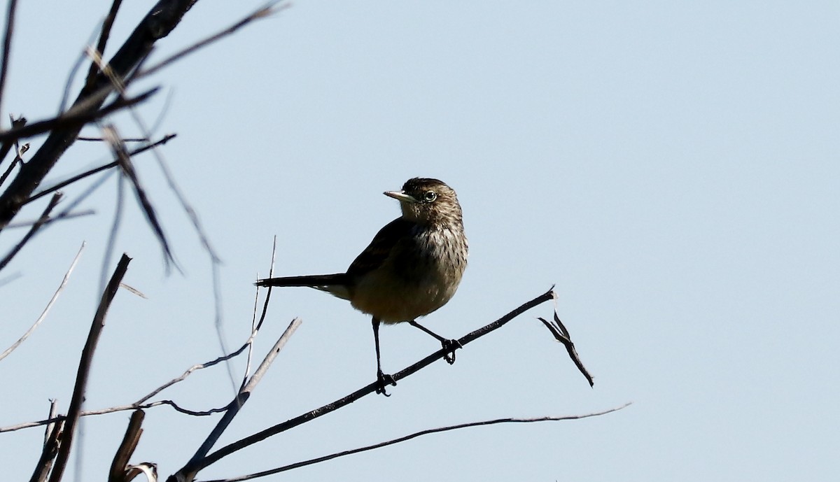 Spectacled Tyrant - ML623018370