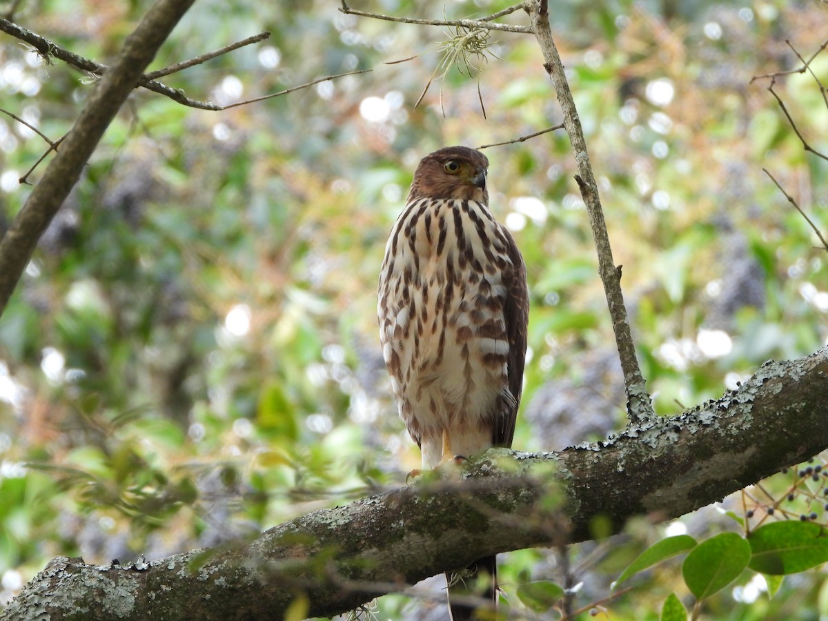 Bicolored Hawk - ML623018423