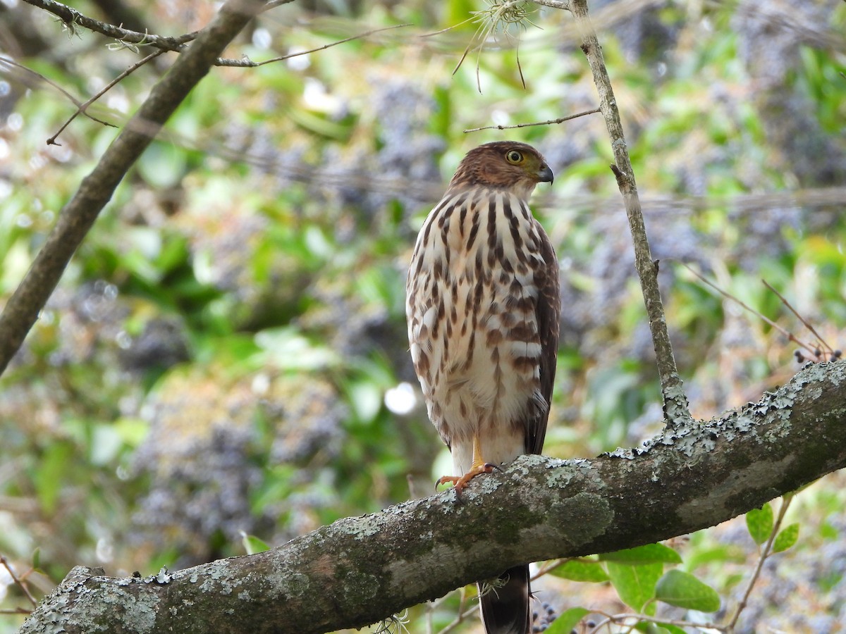 Bicolored Hawk - ML623018424