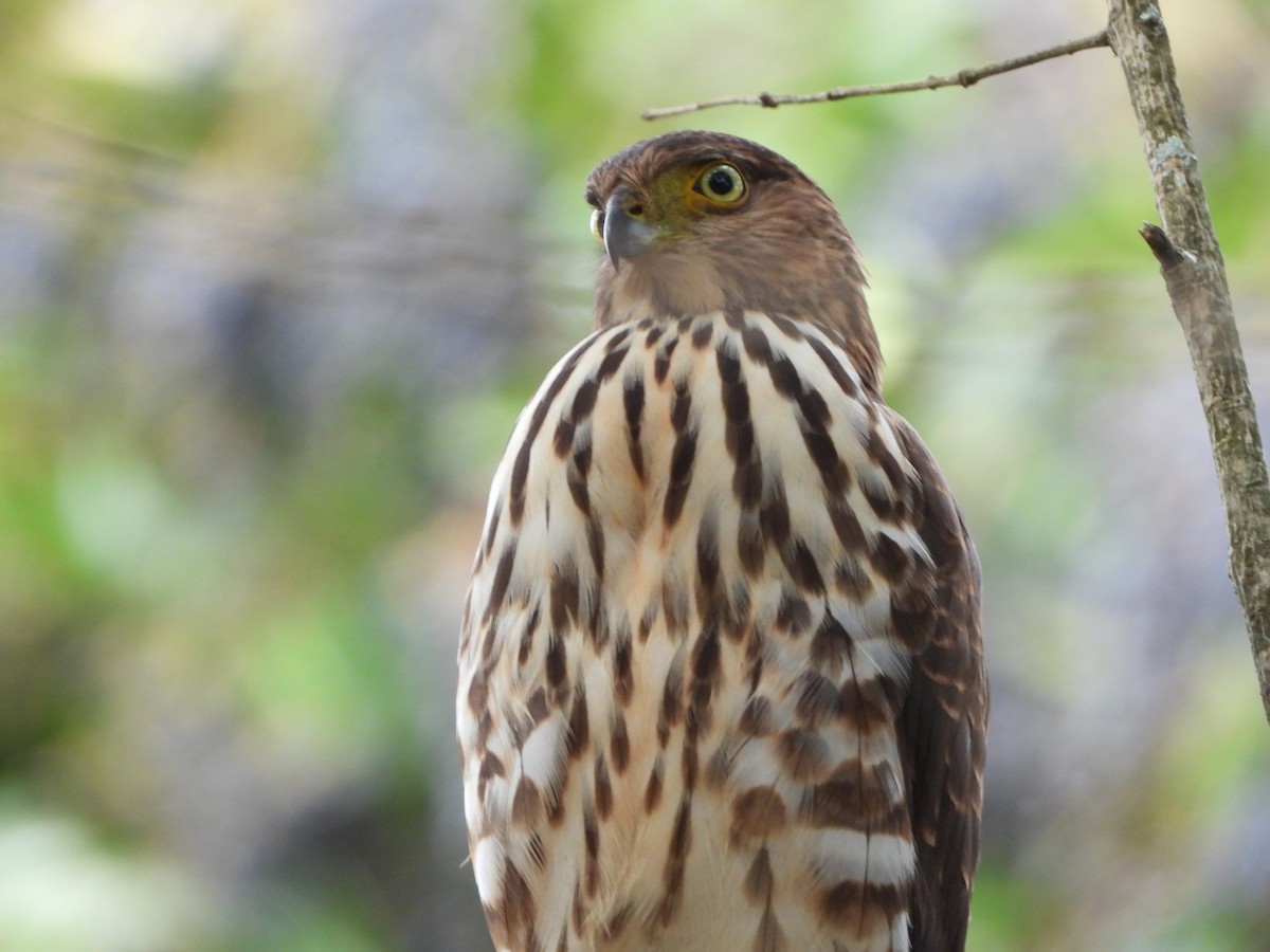 Bicolored Hawk - Rossana De los Santos