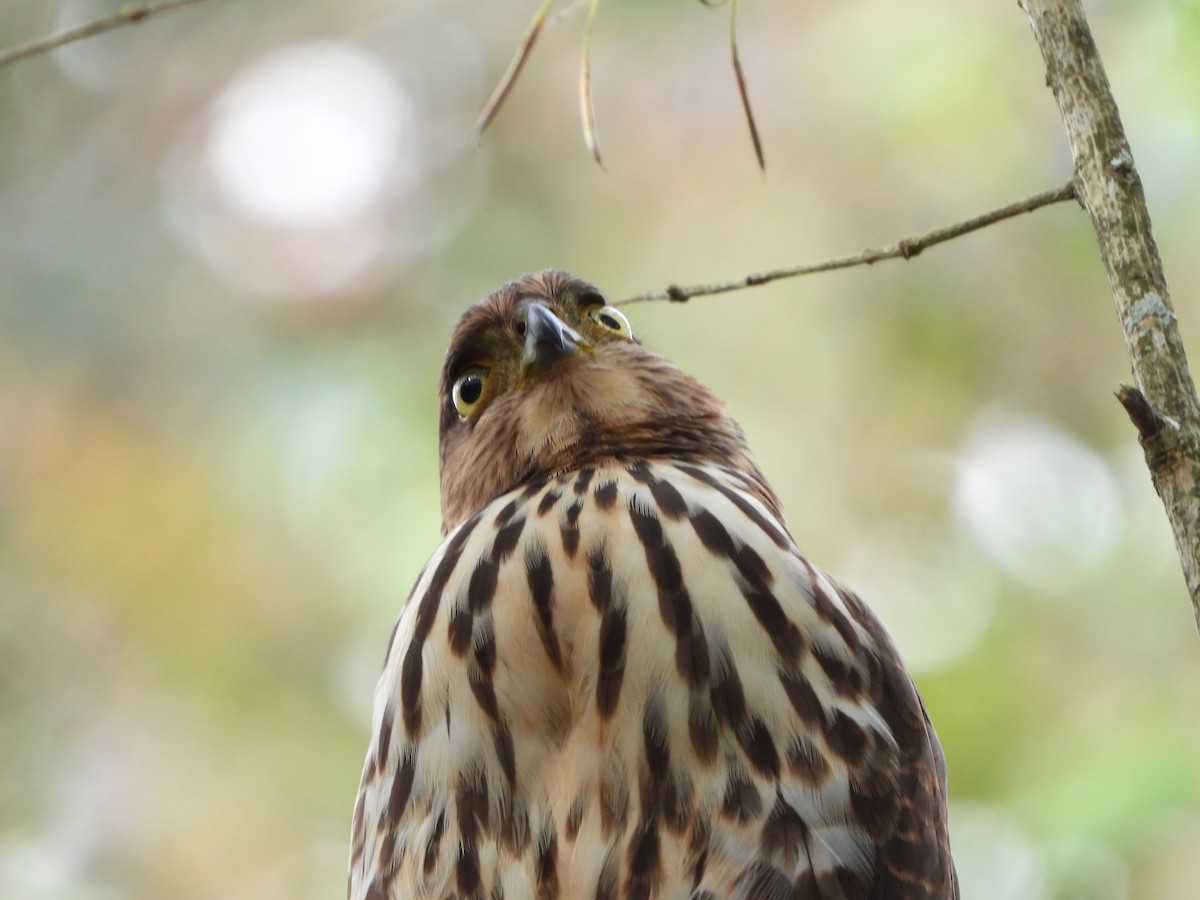 Bicolored Hawk - ML623018428