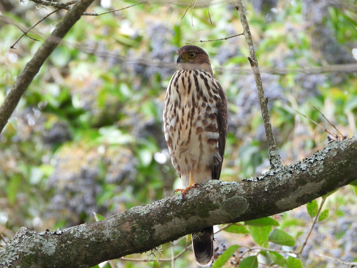 Bicolored Hawk - ML623018430