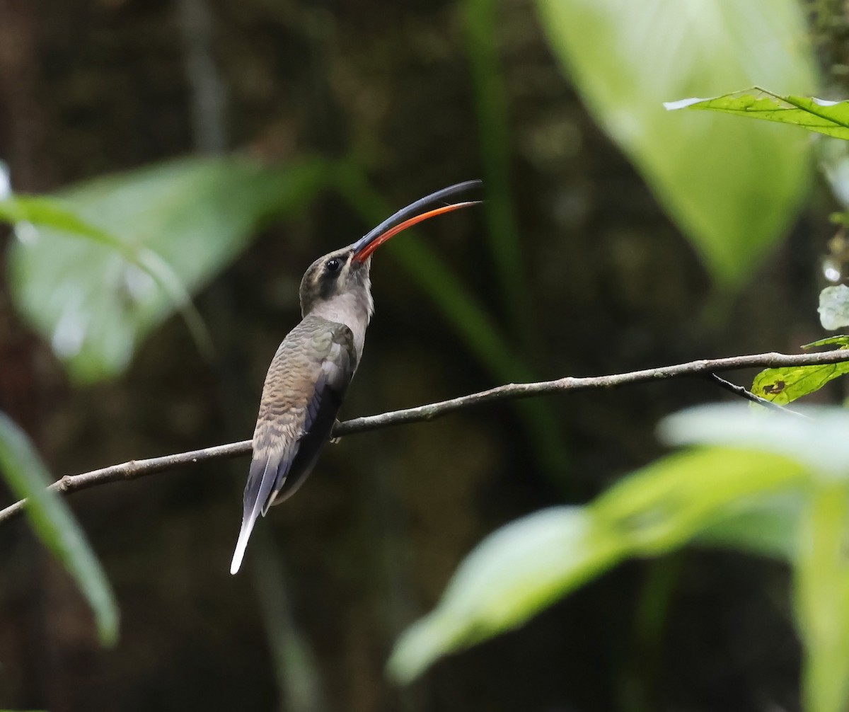 Great-billed Hermit - ML623018442