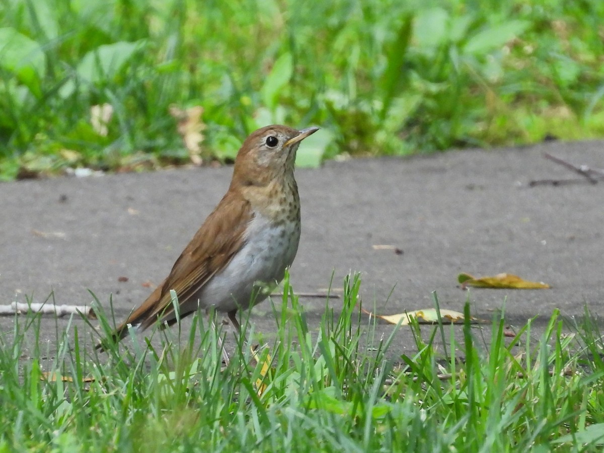 Veery - ML623018474