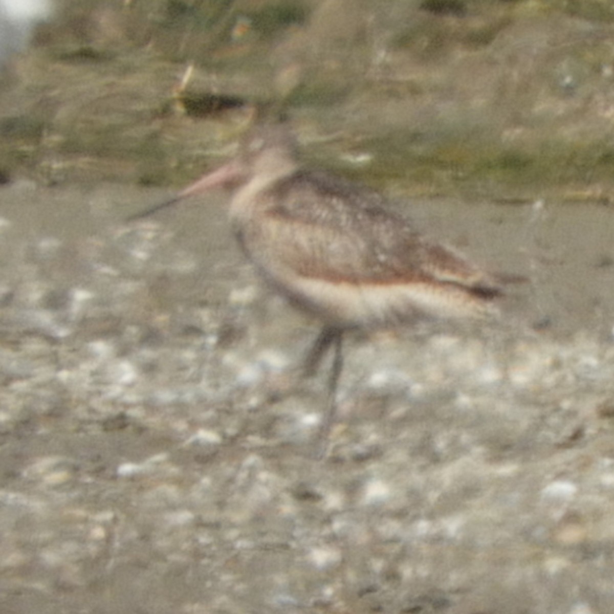 Marbled Godwit - ML623018504