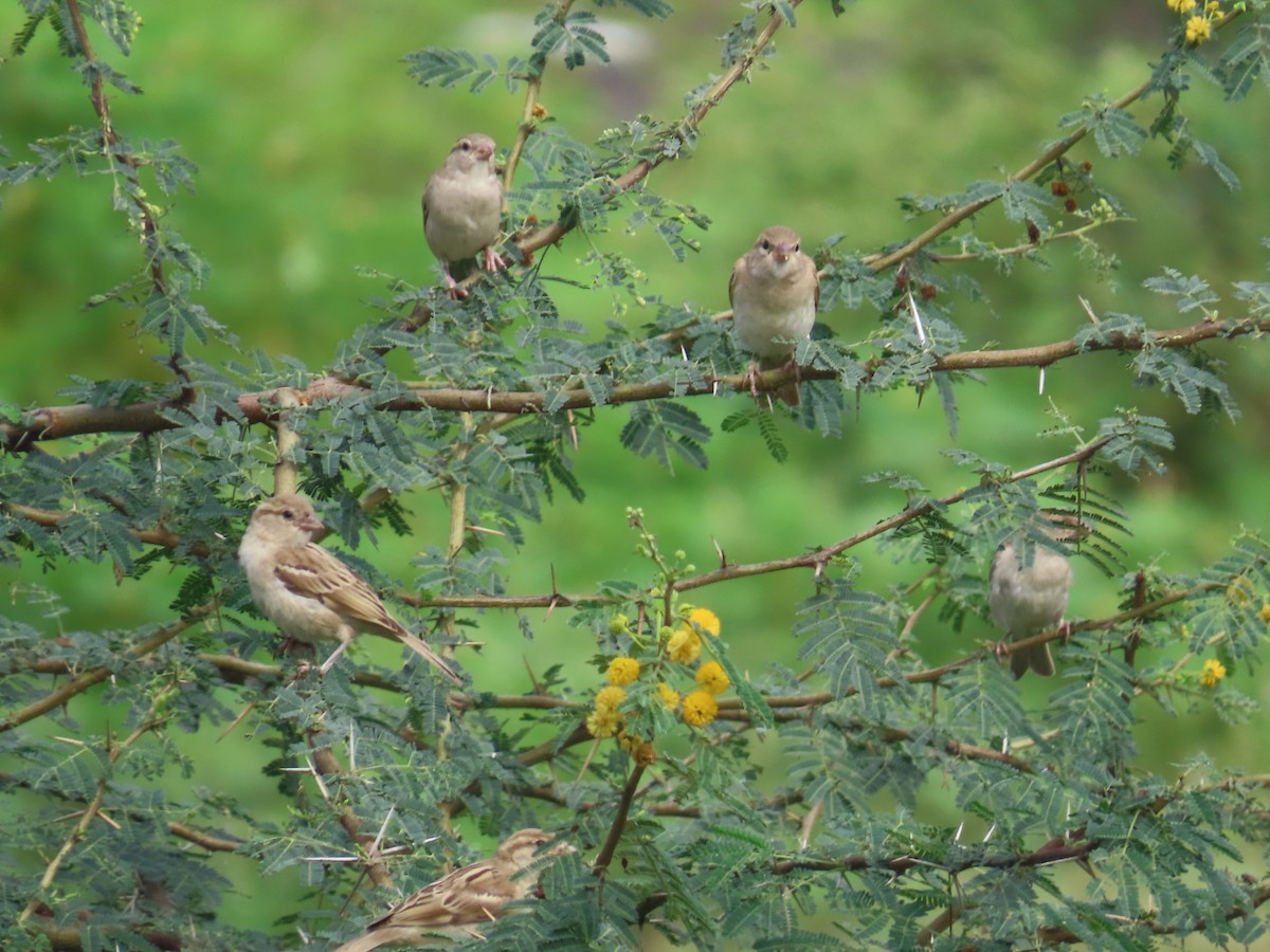 Yellow-throated Sparrow - ML623018564