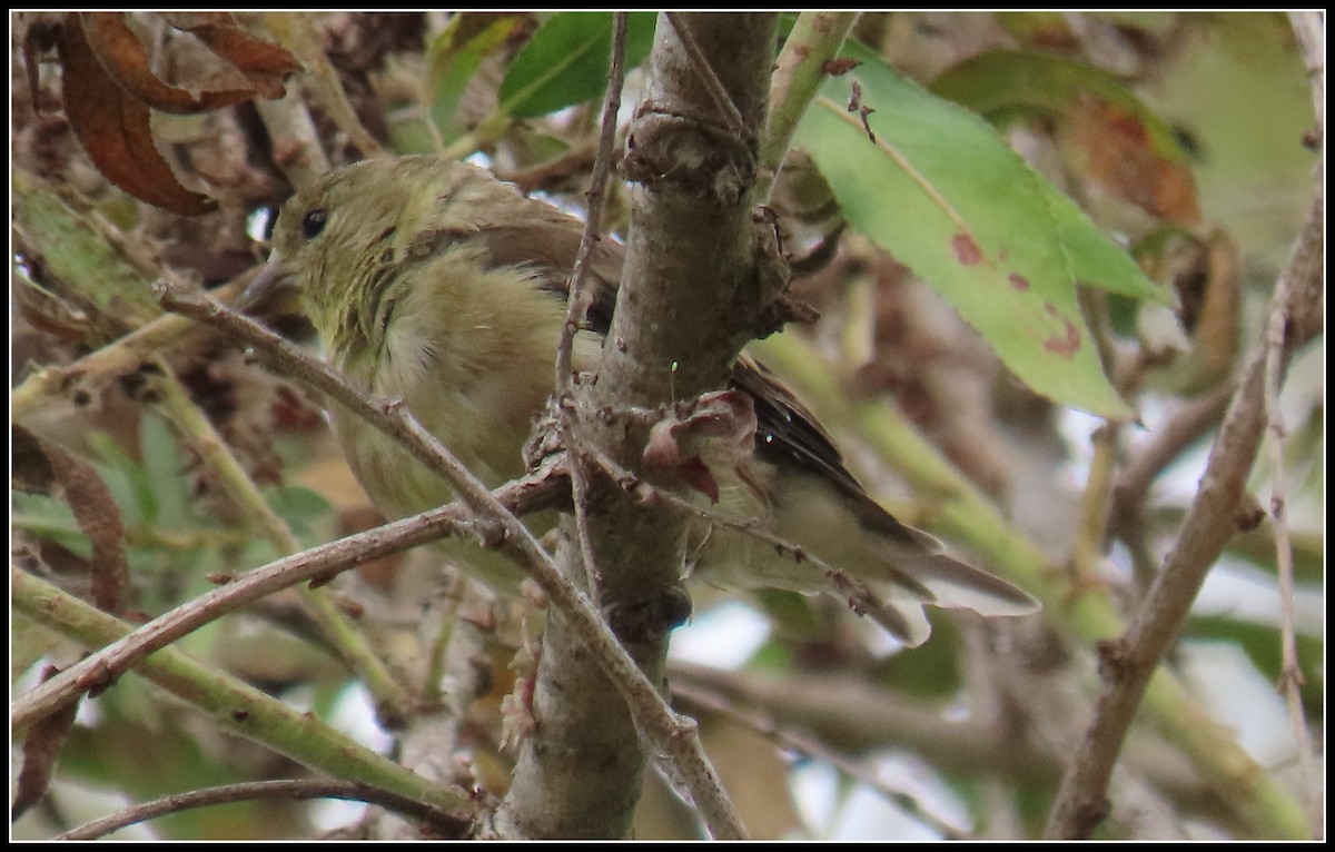 American Goldfinch - ML623018629