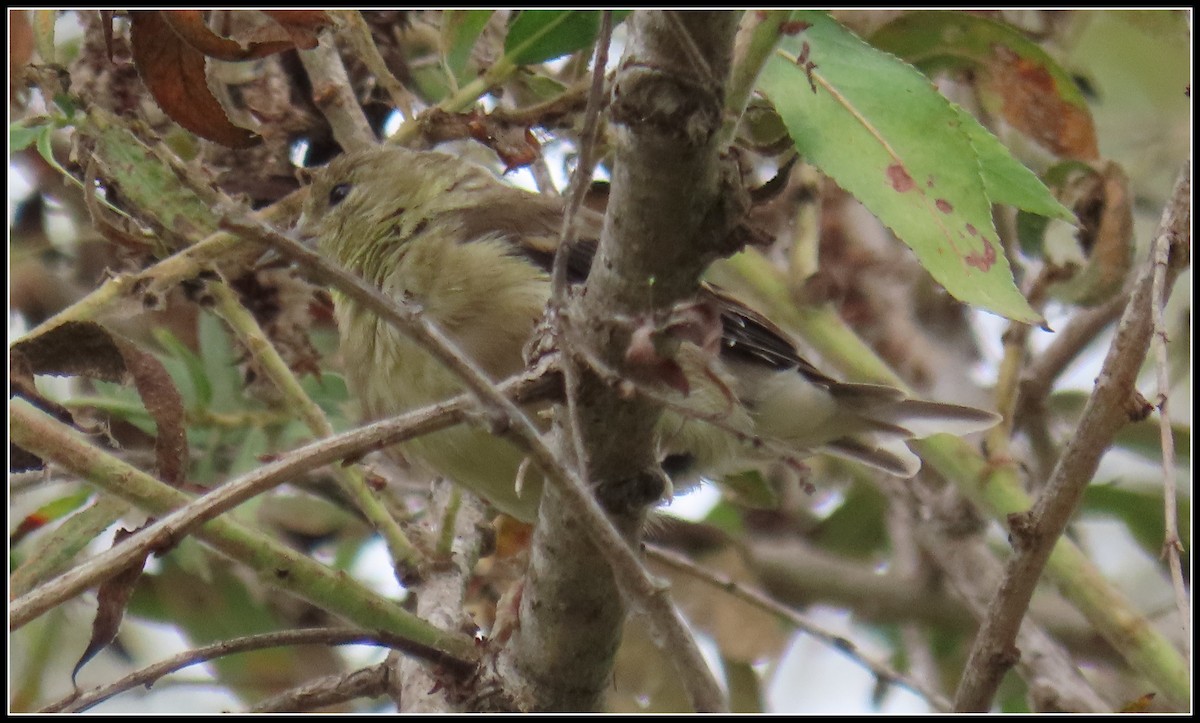 American Goldfinch - ML623018630