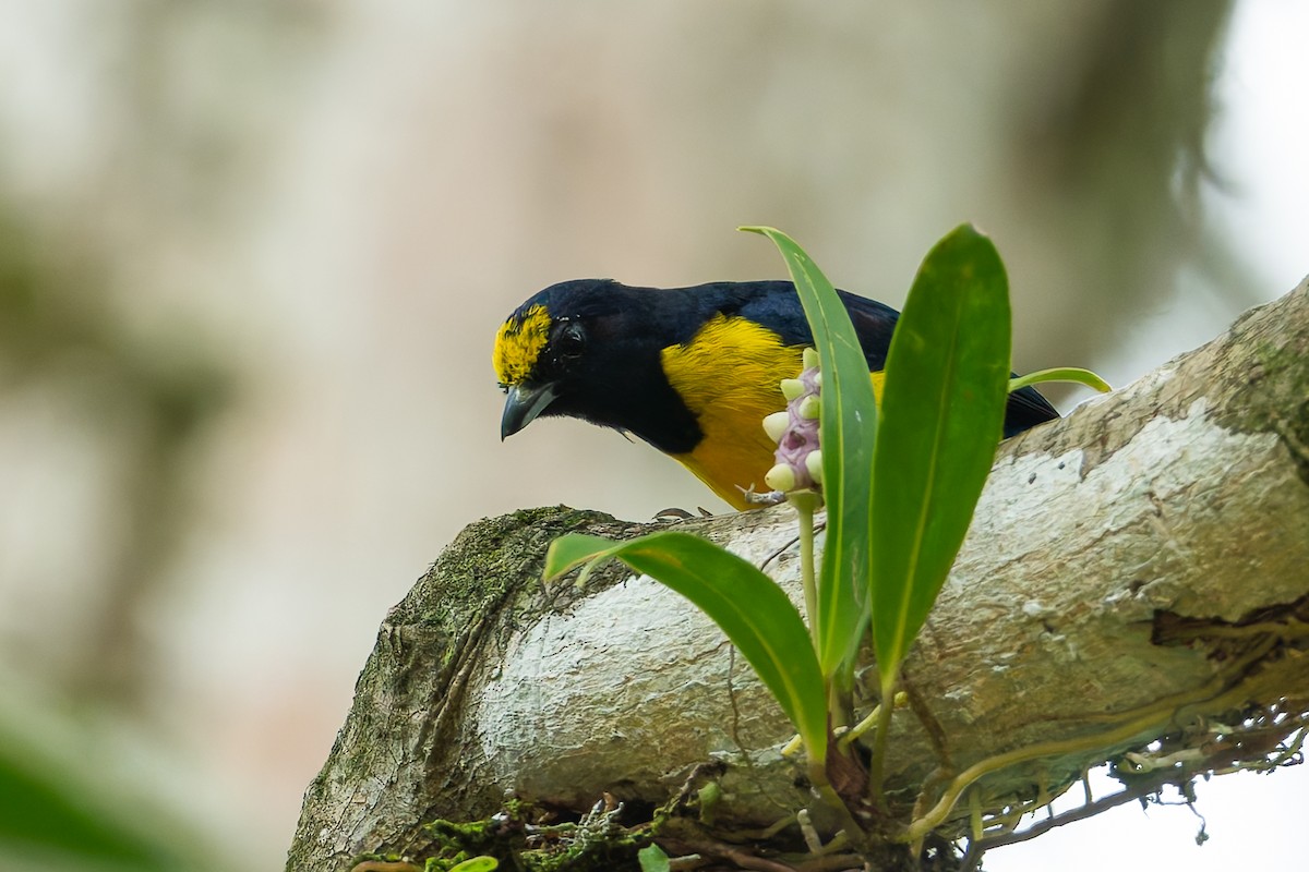 Spot-crowned Euphonia - ML623018635