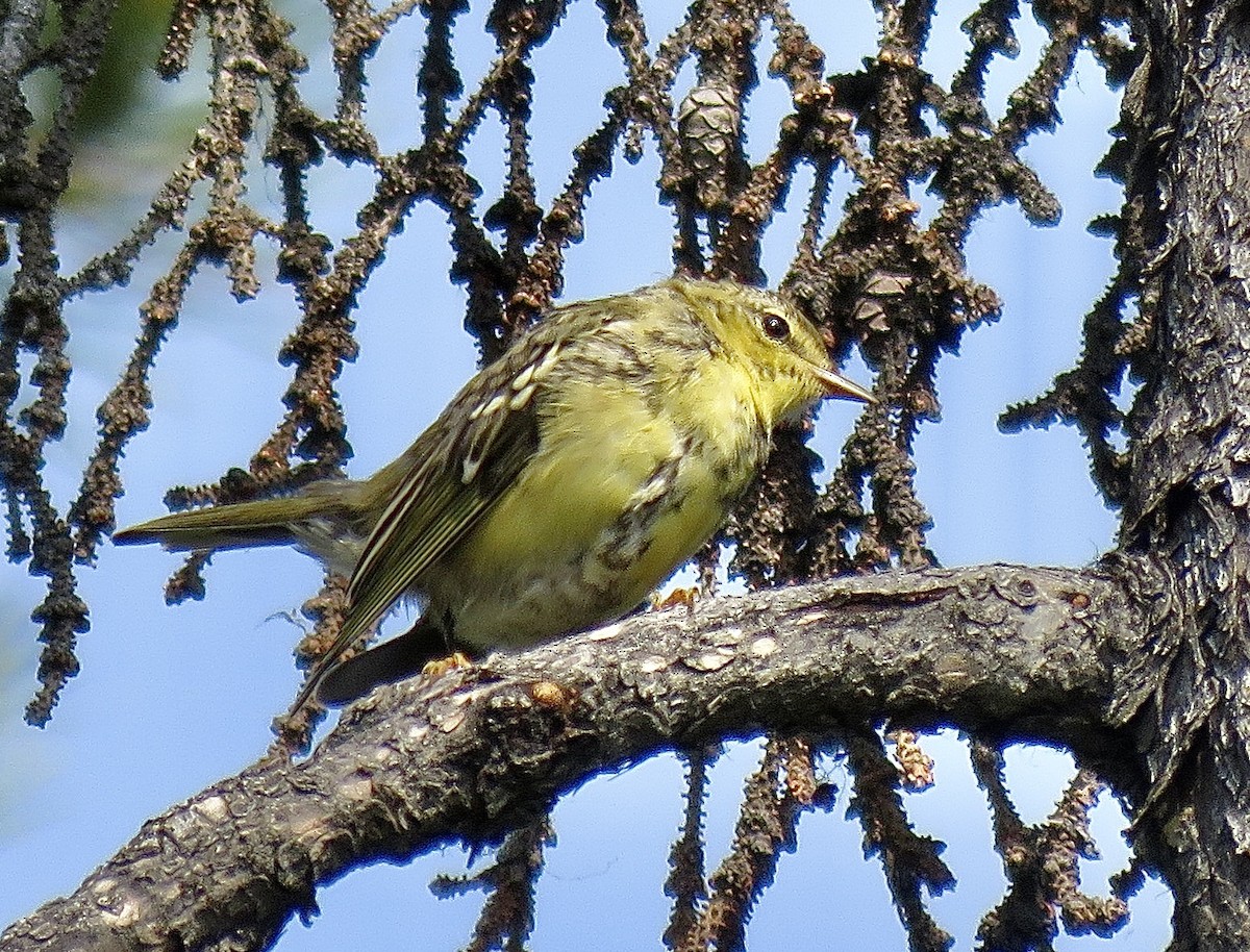 Blackpoll Warbler - ML623018639