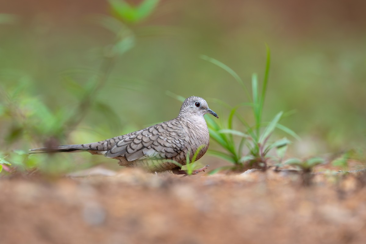 Inca Dove - ML623018669