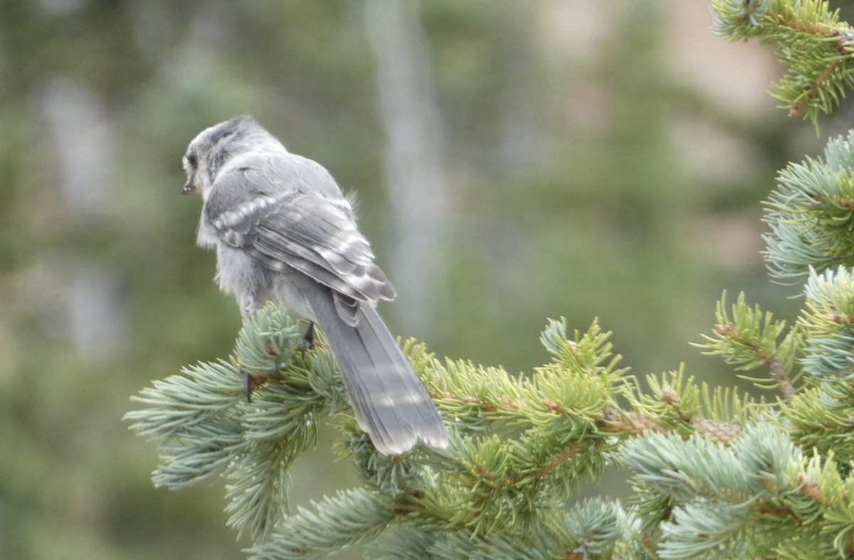 Canada Jay - ML623018671