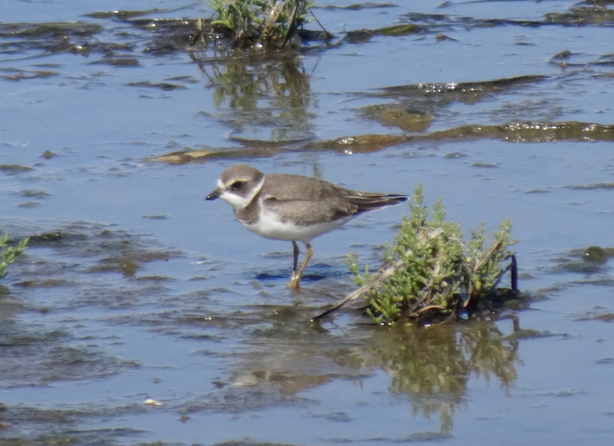 Semipalmated Plover - ML623018748