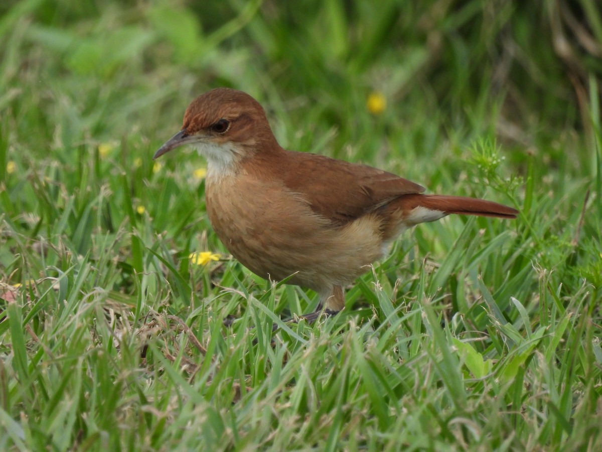 セアカカマドドリ - ML623018804