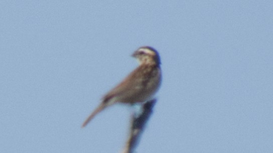 Black-headed Grosbeak - Michael Layton