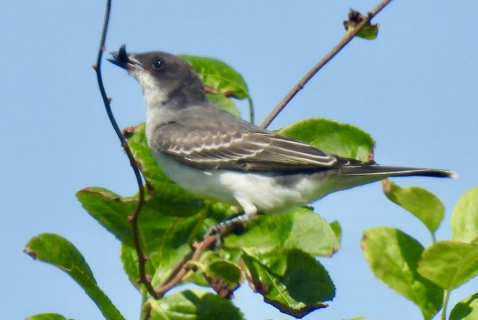 Eastern Kingbird - ML623018867