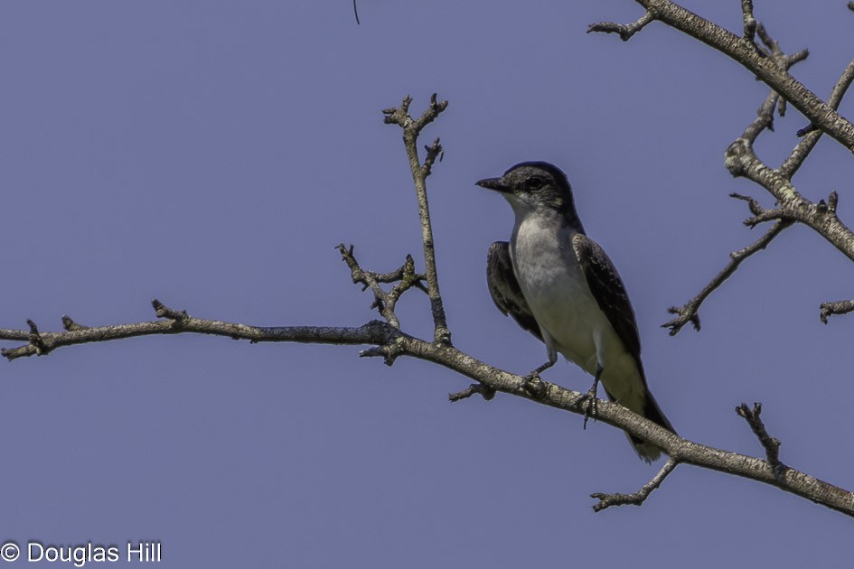 Eastern Kingbird - ML623018871