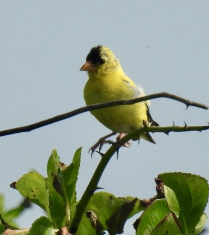 American Goldfinch - ML623018873