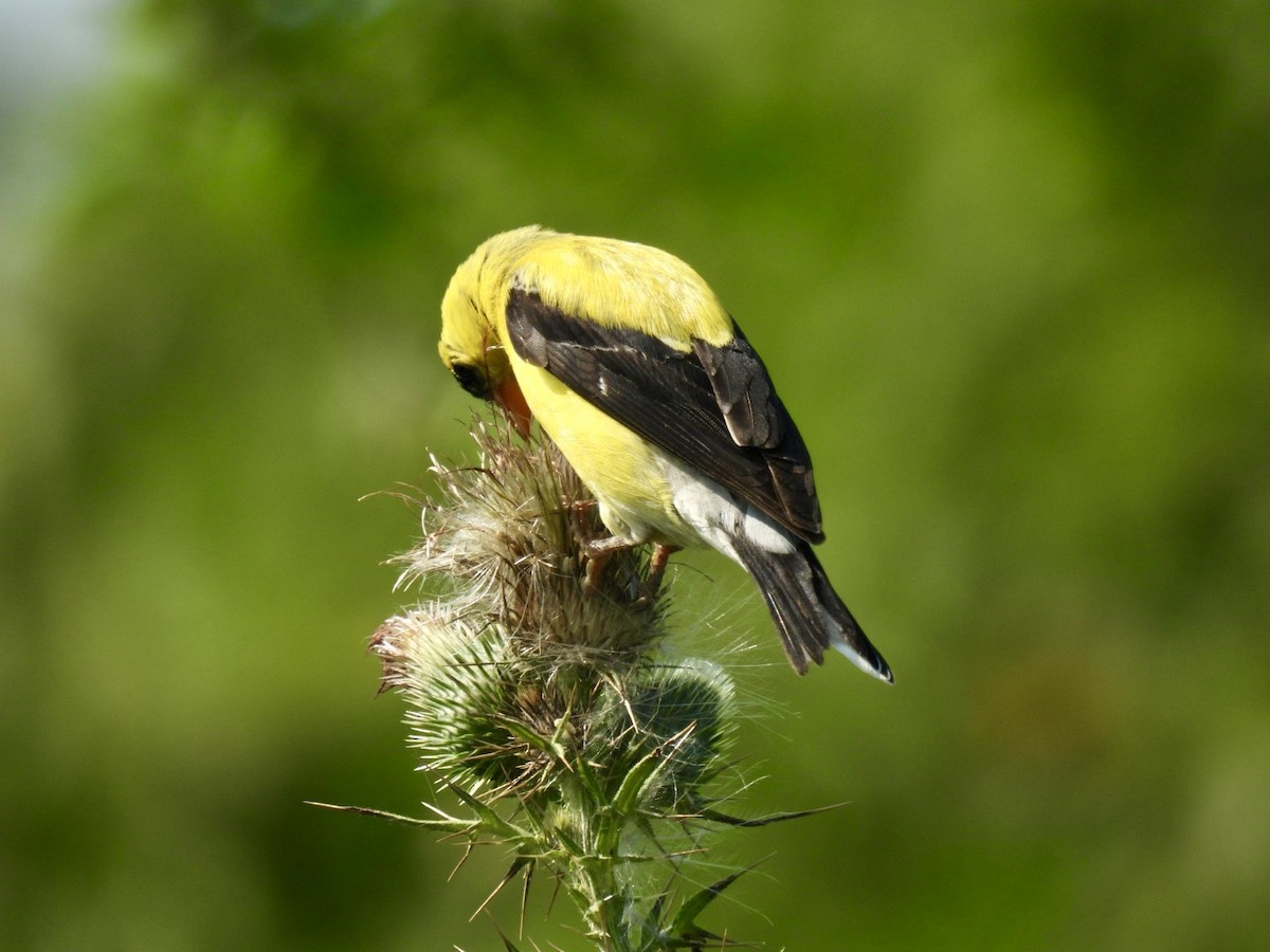 American Goldfinch - ML623018874