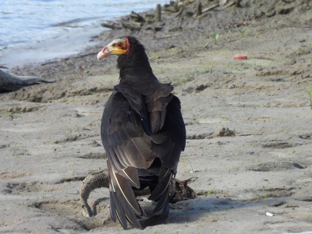 Lesser Yellow-headed Vulture - ML623018881