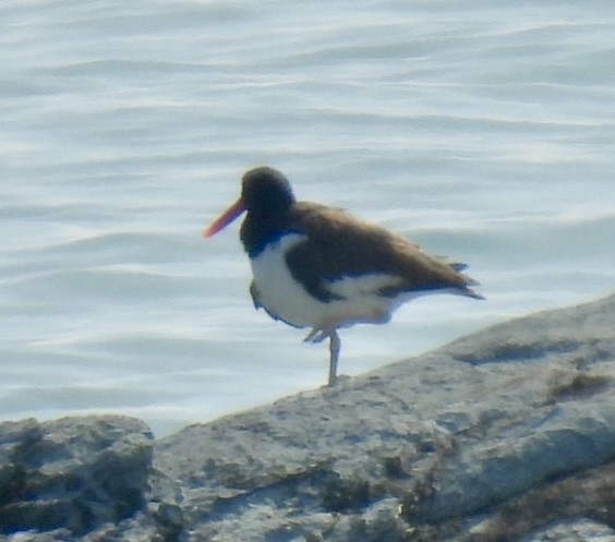 American Oystercatcher - ML623018886