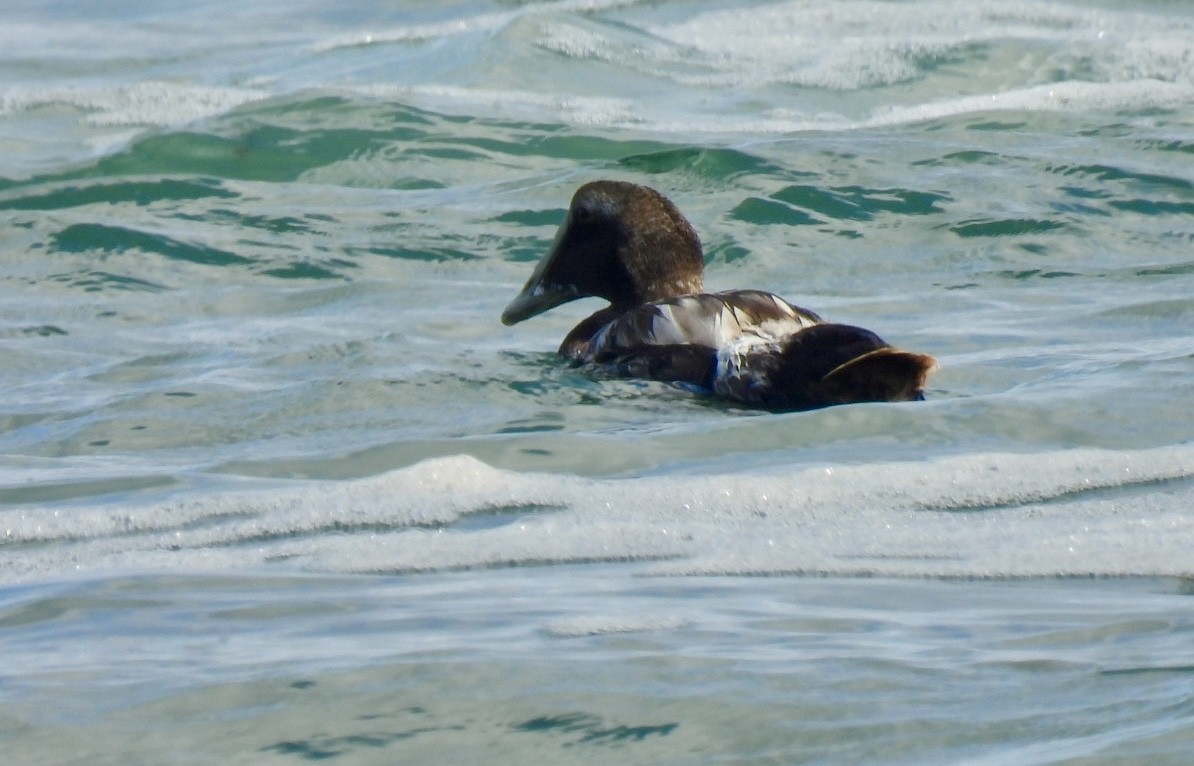 Common Eider - ML623018895