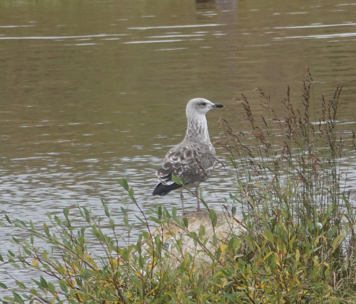 Lesser Black-backed Gull - ML623018945