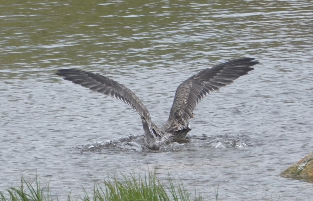 Lesser Black-backed Gull - ML623018946