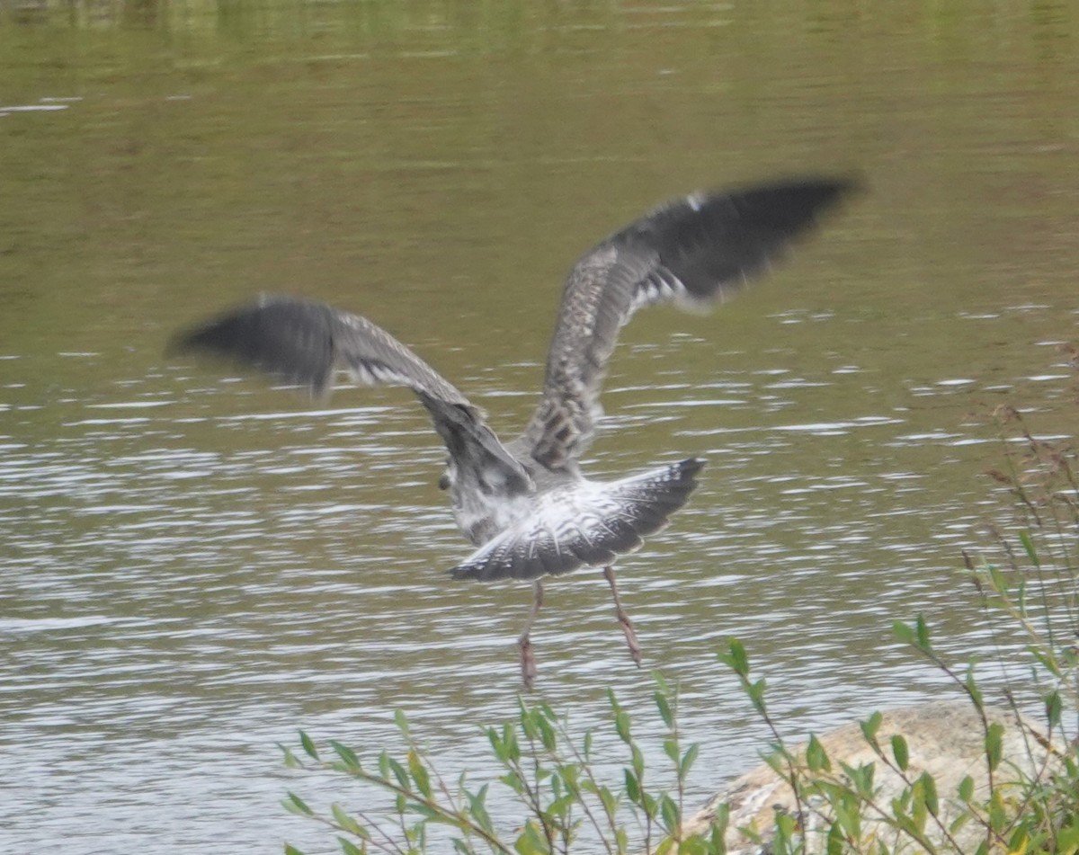 Lesser Black-backed Gull - ML623018947