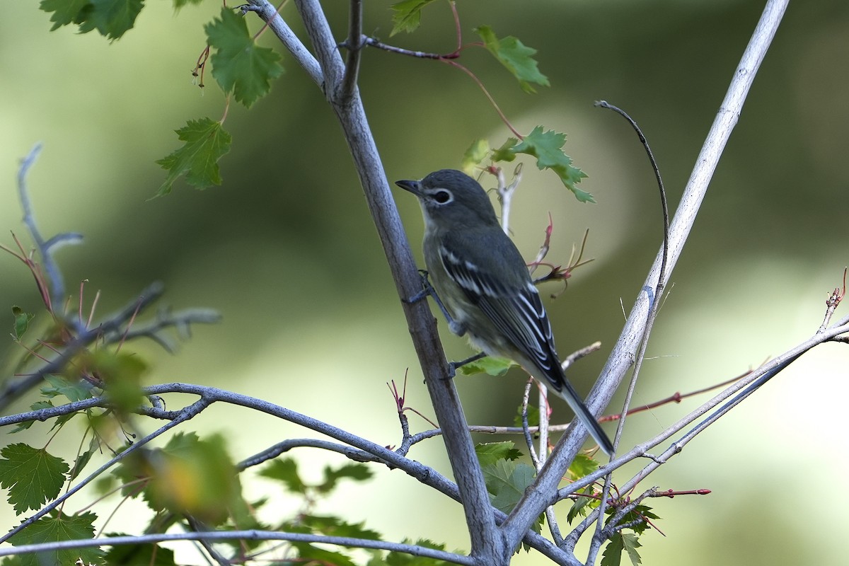 Plumbeous Vireo - ML623019026