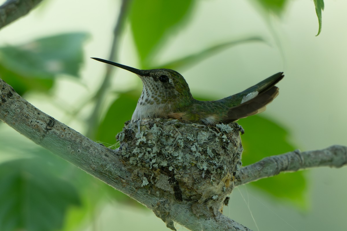 Broad-tailed Hummingbird - ML623019037